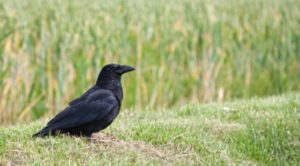 Crow in field