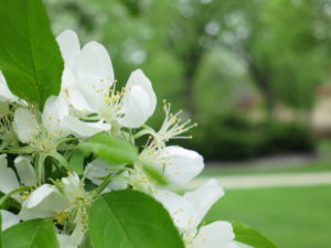 Dogwoods on UND's campus, May 2017