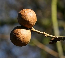Gall nuts (via)
